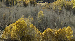 Bare Aspen Trees